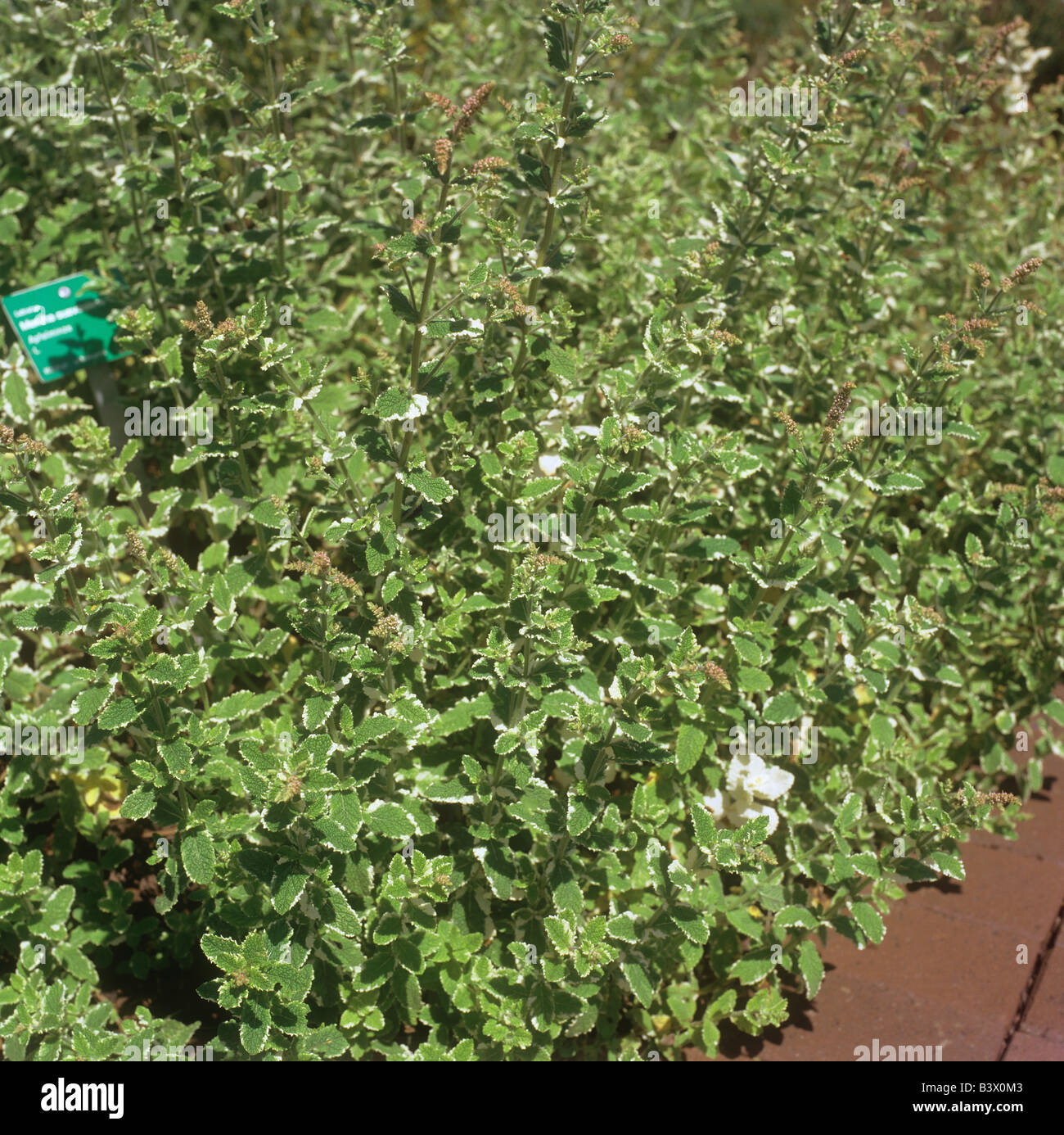apple mint / Mentha suaveolens Stock Photo