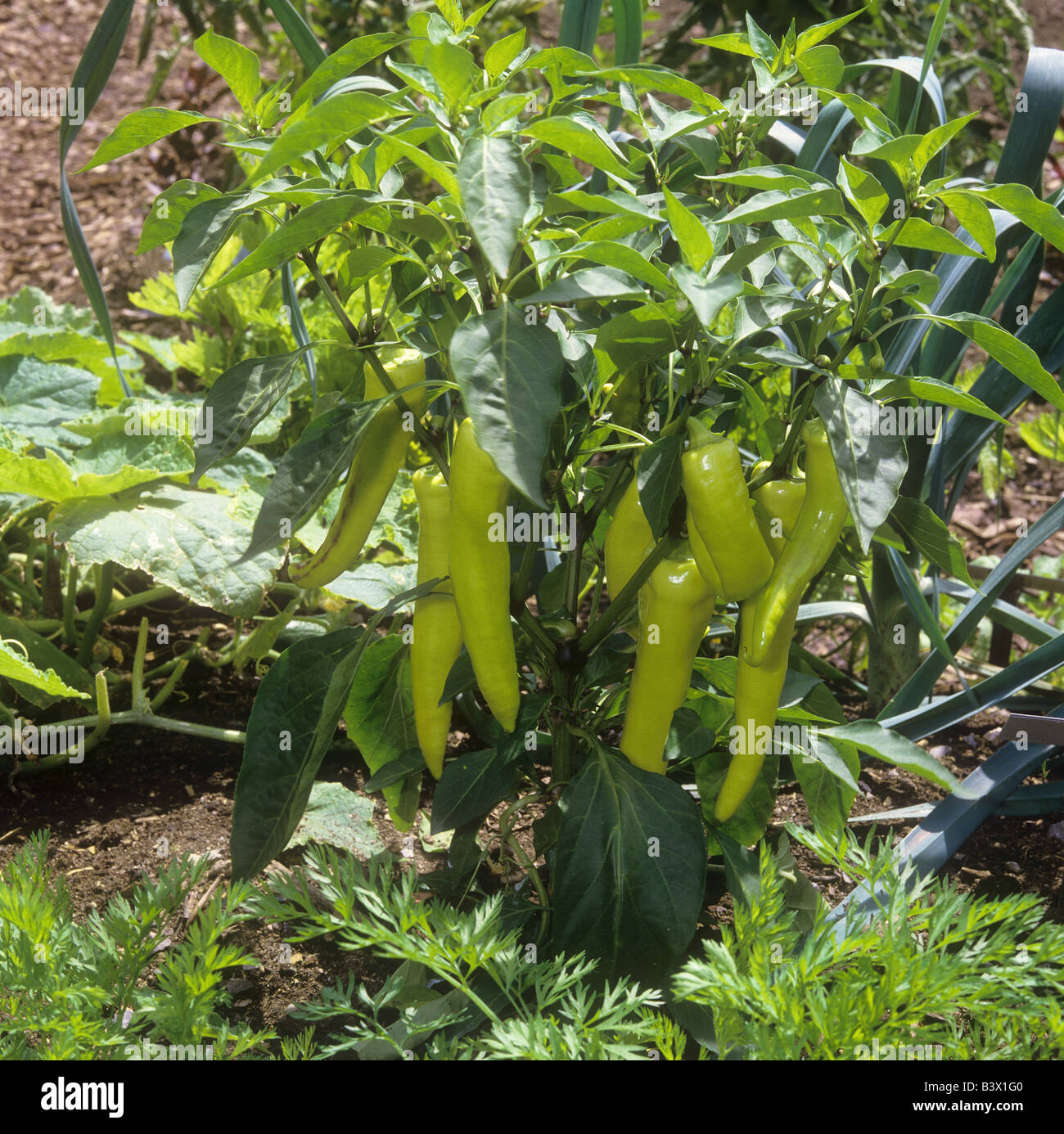 capsicum / Capsicum annuum Stock Photo Alamy