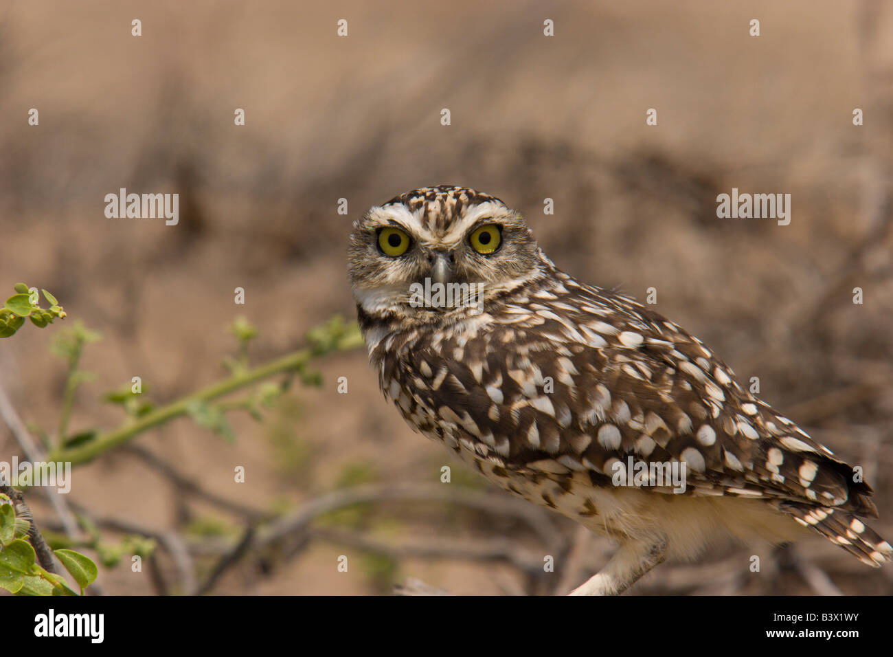 owl burrowing who bird predator Stock Photo Alamy
