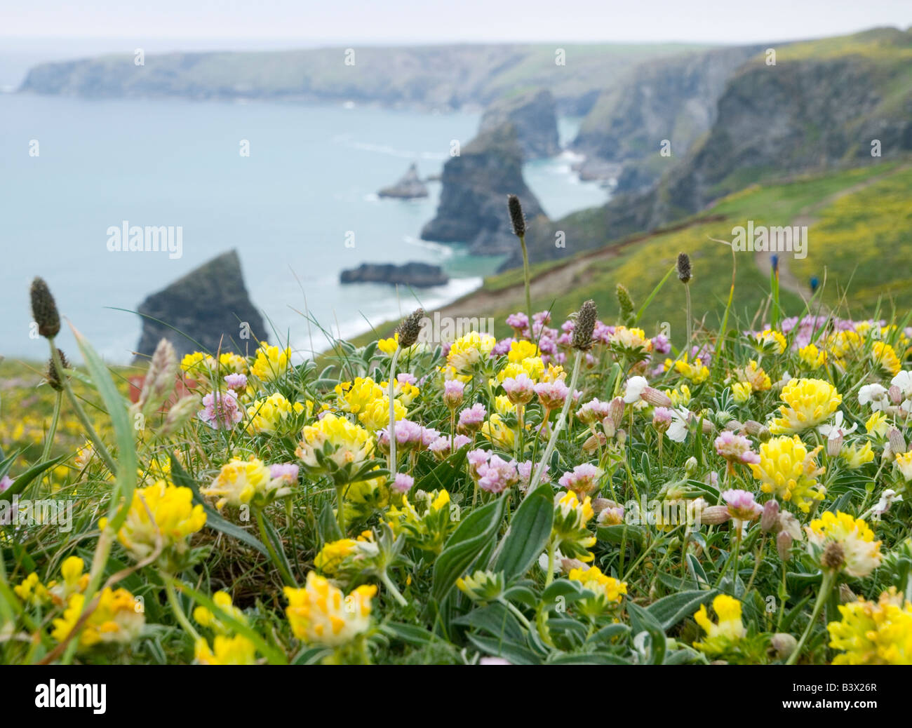 Pretty pink and yellow wildflowers on the cliff top at the Bedruthan