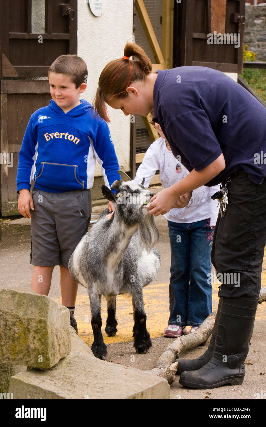 UK Wales Clwyd Colwyn Bay Welsh Mountain Zoo two young children petting pregnant goat Stock Photo
