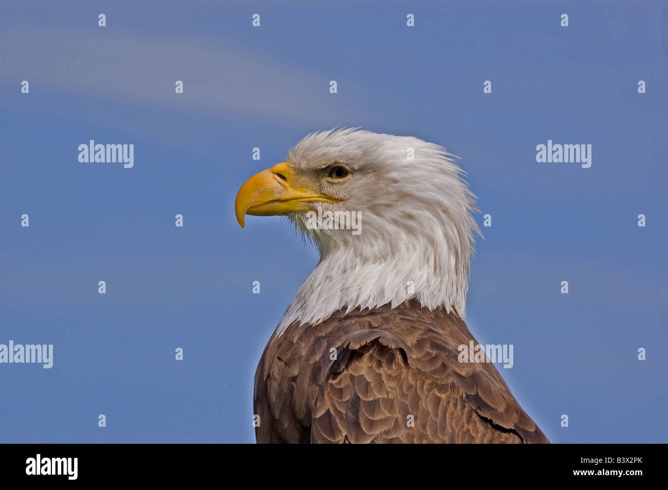 North america bald eagle hi-res stock photography and images - Alamy