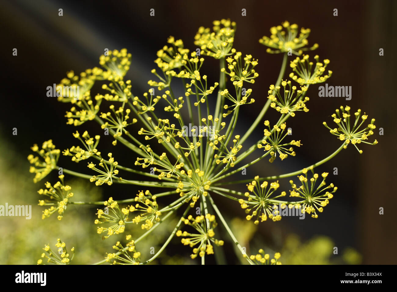 Yellow Dill Flower graveolens) in the garden Stock Photo Alamy