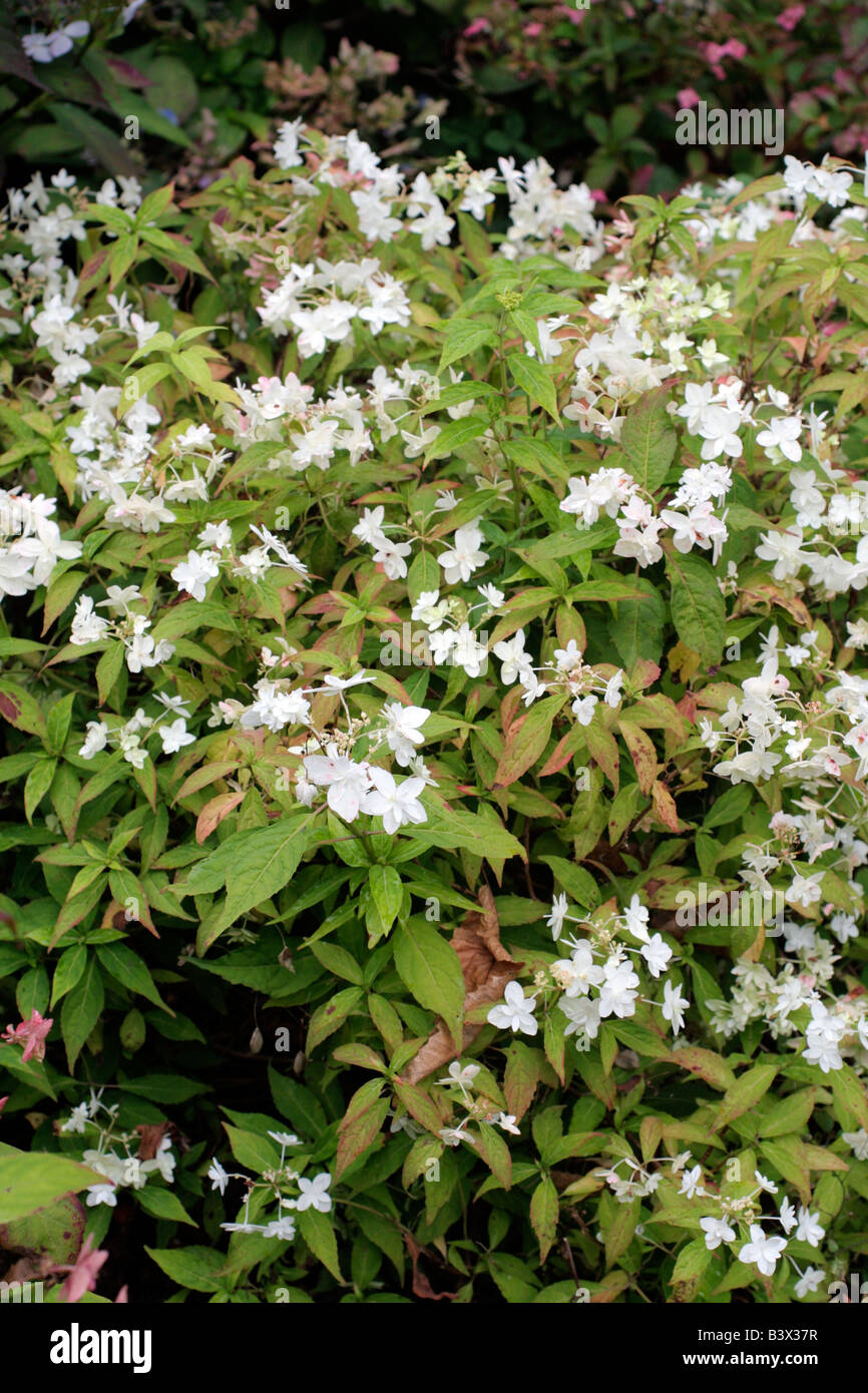 Hydrangea Serrata Stock Photos Hydrangea Serrata Stock Images