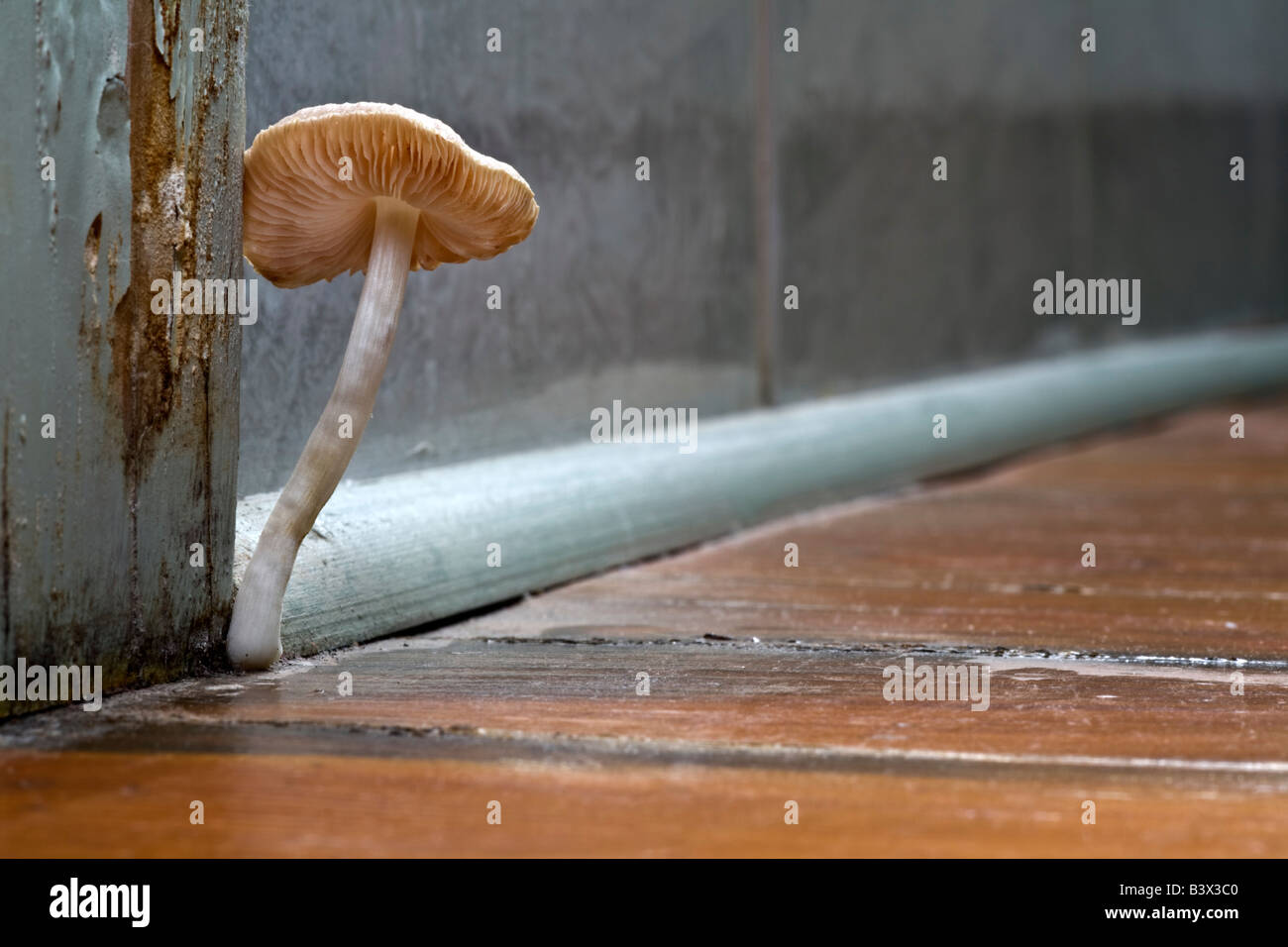 A Mycena mushroom growing on a floor. Champignon de type mycène (Mycena sp) poussant sur un parquet. Stock Photo