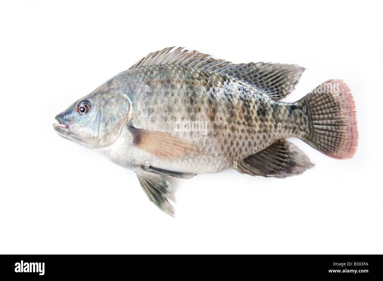 Tilapia or Zamezi bream fish whole isolated on a white studio background Zambia Africa Stock Photo