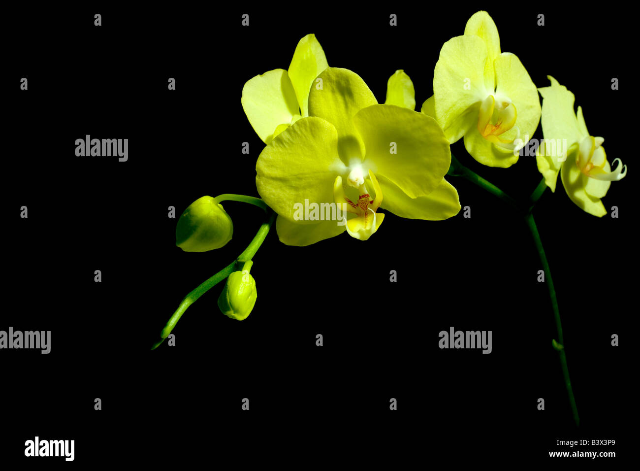 Yellow flowers on black background Stock Photo