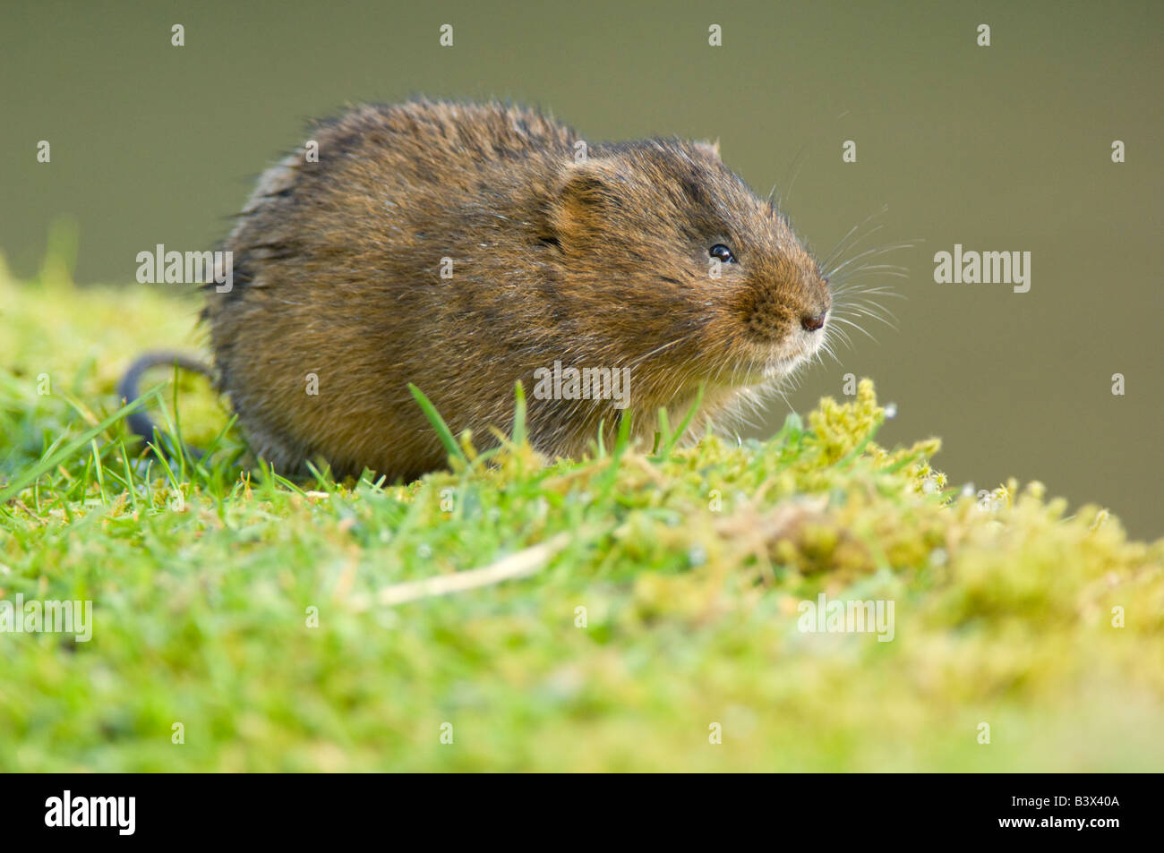 Water vole, Arvicola terrestris, on canal bank Stock Photo Alamy