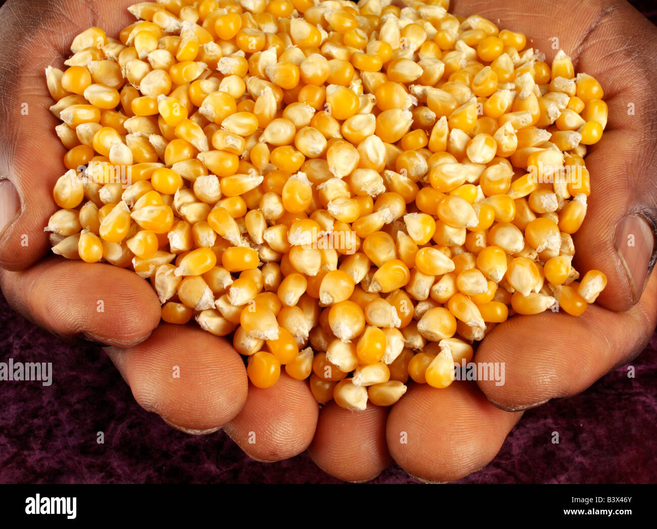 MAN HOLDING CORN KERNELS Stock Photo Alamy