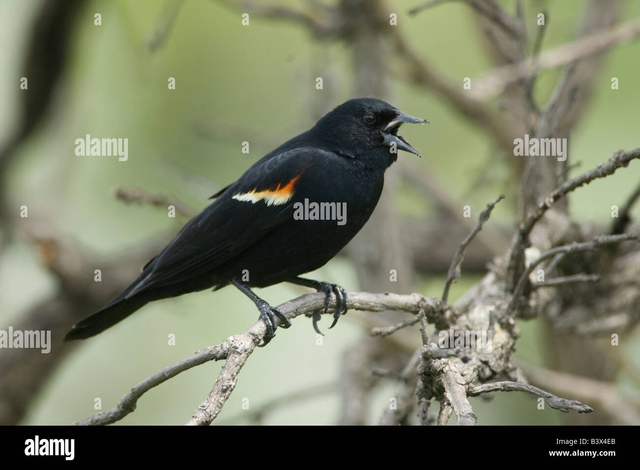 Red-winged Blackbird sitting in Oak Tree Stock Photo