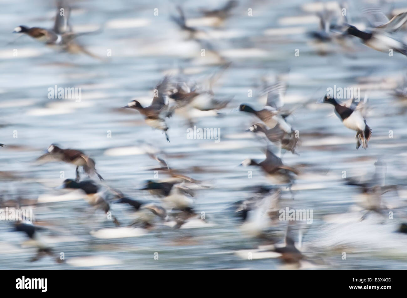 Abstract of scaup blast off Stock Photo