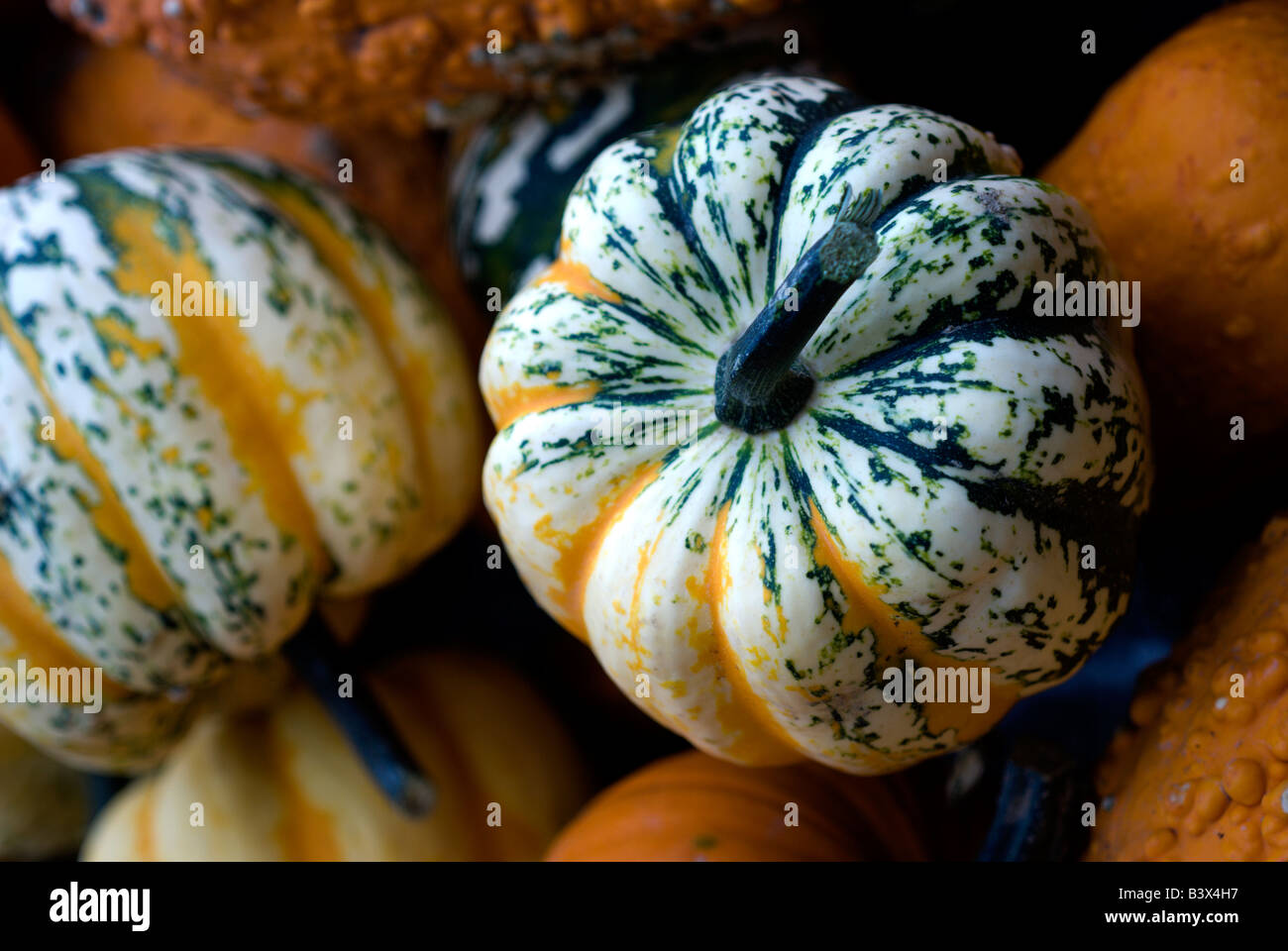 Closeup view of a pile of fresh mixed squash for sale at a roadside