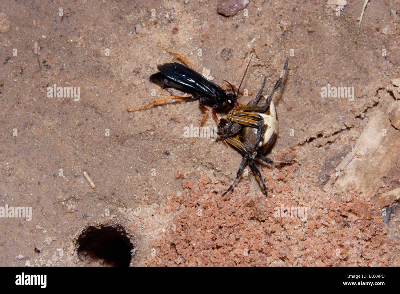 Spider hunting wasp Pompilidae dragging a large orb web spider Megaraneus gabonensis to her burrow in rainforest Ghana Stock Photo