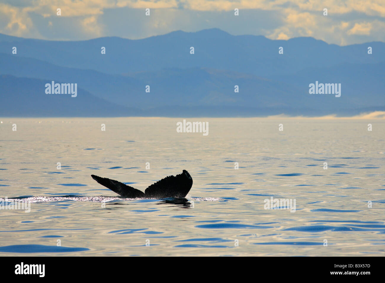 Minke whale tail flukes in Juan de Fuca Strait Victoria British Columbia Canada Stock Photo