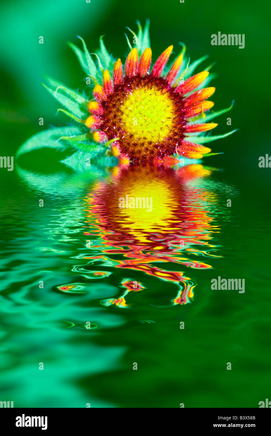 Colorful summer wildflower set against green background Stock Photo - Alamy