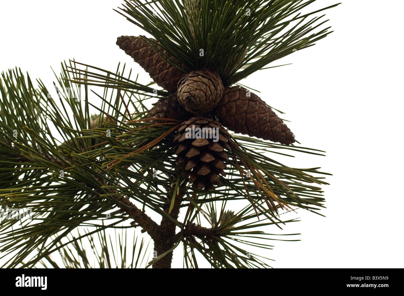 Pine branch with long needles and pine cones Stock Photo - Alamy