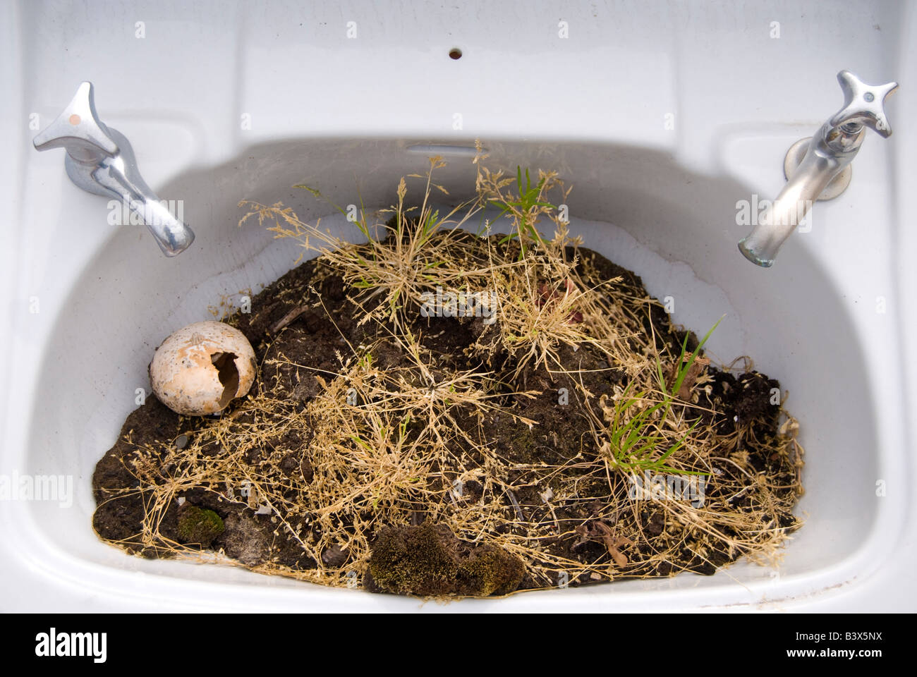Sink Garden Soil Grass And A Newly Hatched Egg In A