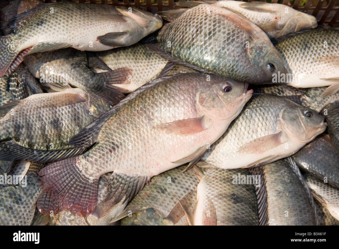 Talapia fish at Kafuie fisheries Zambia Africa Stock Photo Alamy