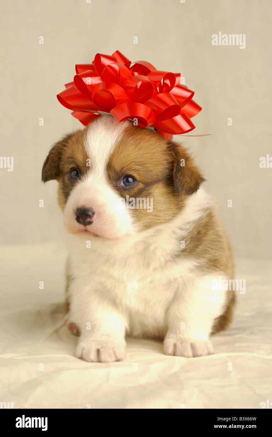 Puppy wearing bow hi res stock photography and images Alamy