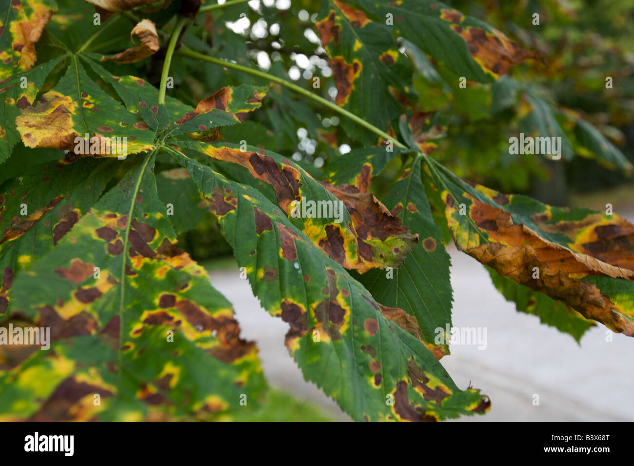 Tree canker hires stock photography and images Alamy