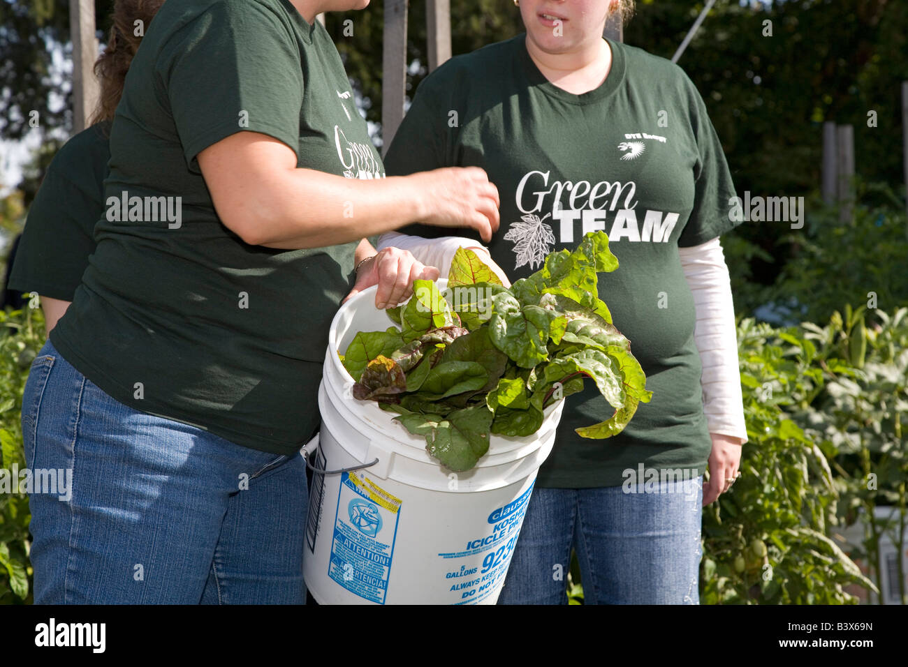 Youth Harvest Produce for Community Food Bank Stock Photo Alamy