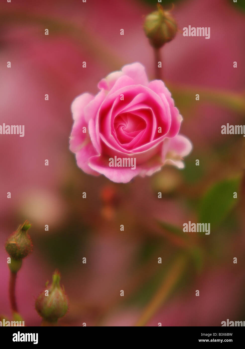 Climbing rose pink Stock Photo - Alamy