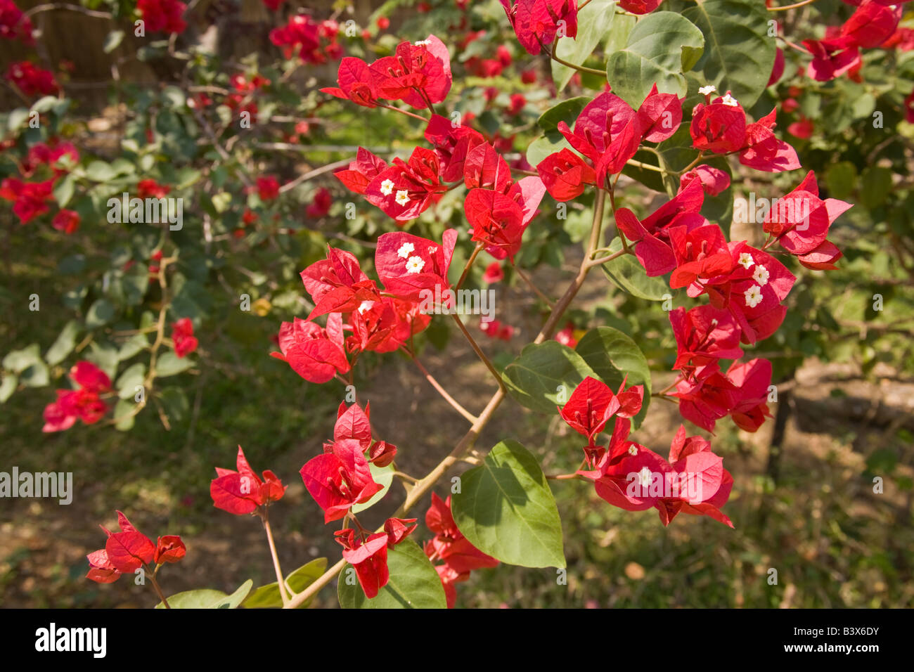 Zambia africa flowers hires stock photography and images Alamy