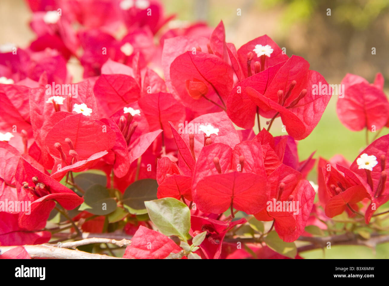 Bourgainvillia tree Kafuie Zambia Africa Stock Photo Alamy