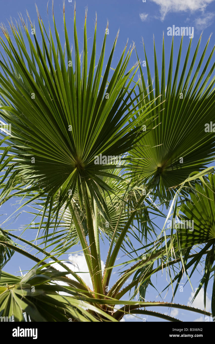 Sabal Palm Tree, Sabal Palmetto