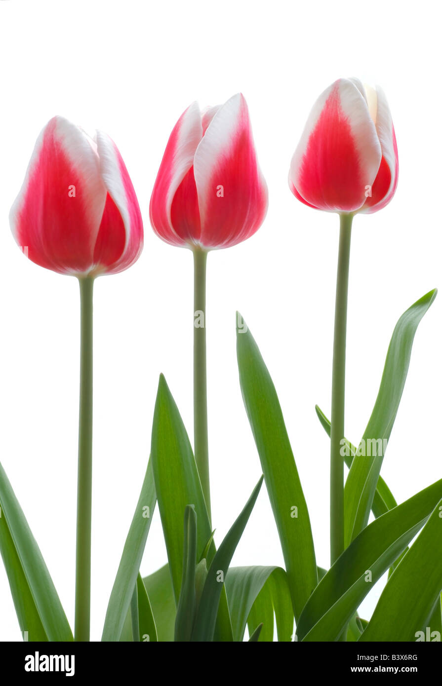 Row of pink tulips on white background Stock Photo - Alamy