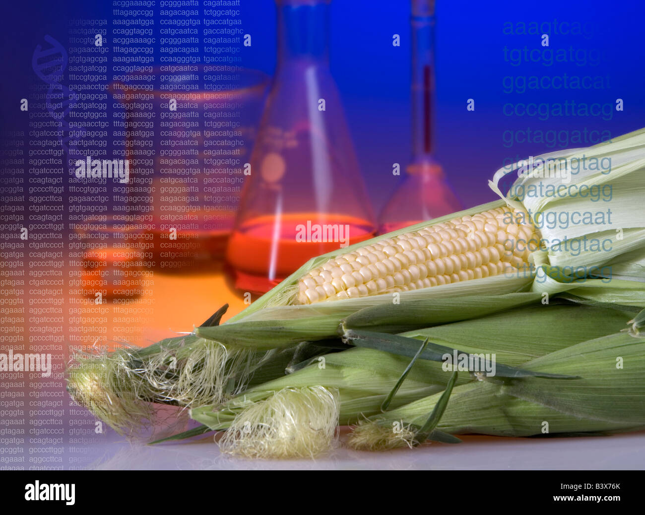 modified corn hires stock photography and images Alamy