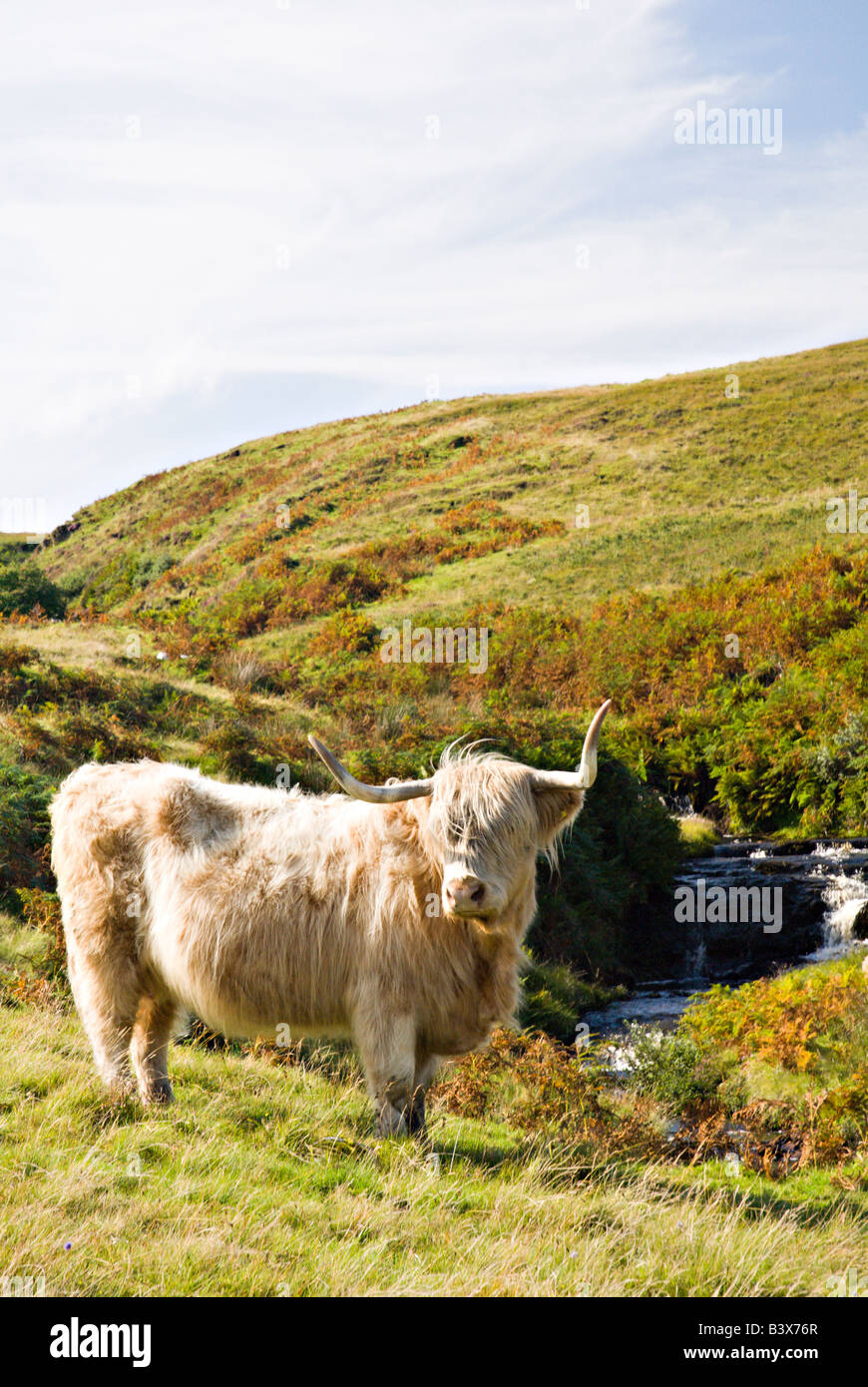 Higland cow on a hillside on the Isle of Skye Scotland Stock Photo - Alamy