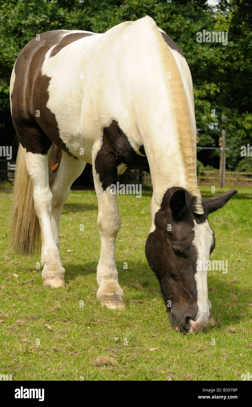 View of Horse eating grass Stock Photo - Alamy
