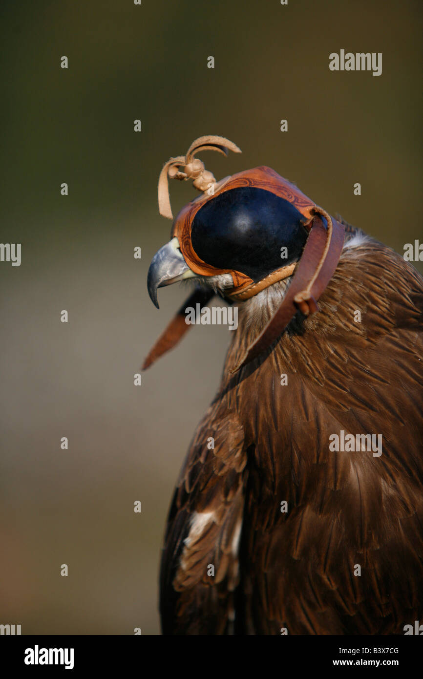Black Kite bird (Milvus migrans) Stock Photo