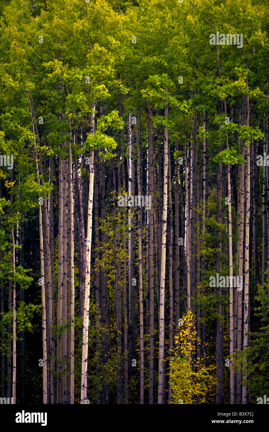 Tall trees in forest Stock Photo