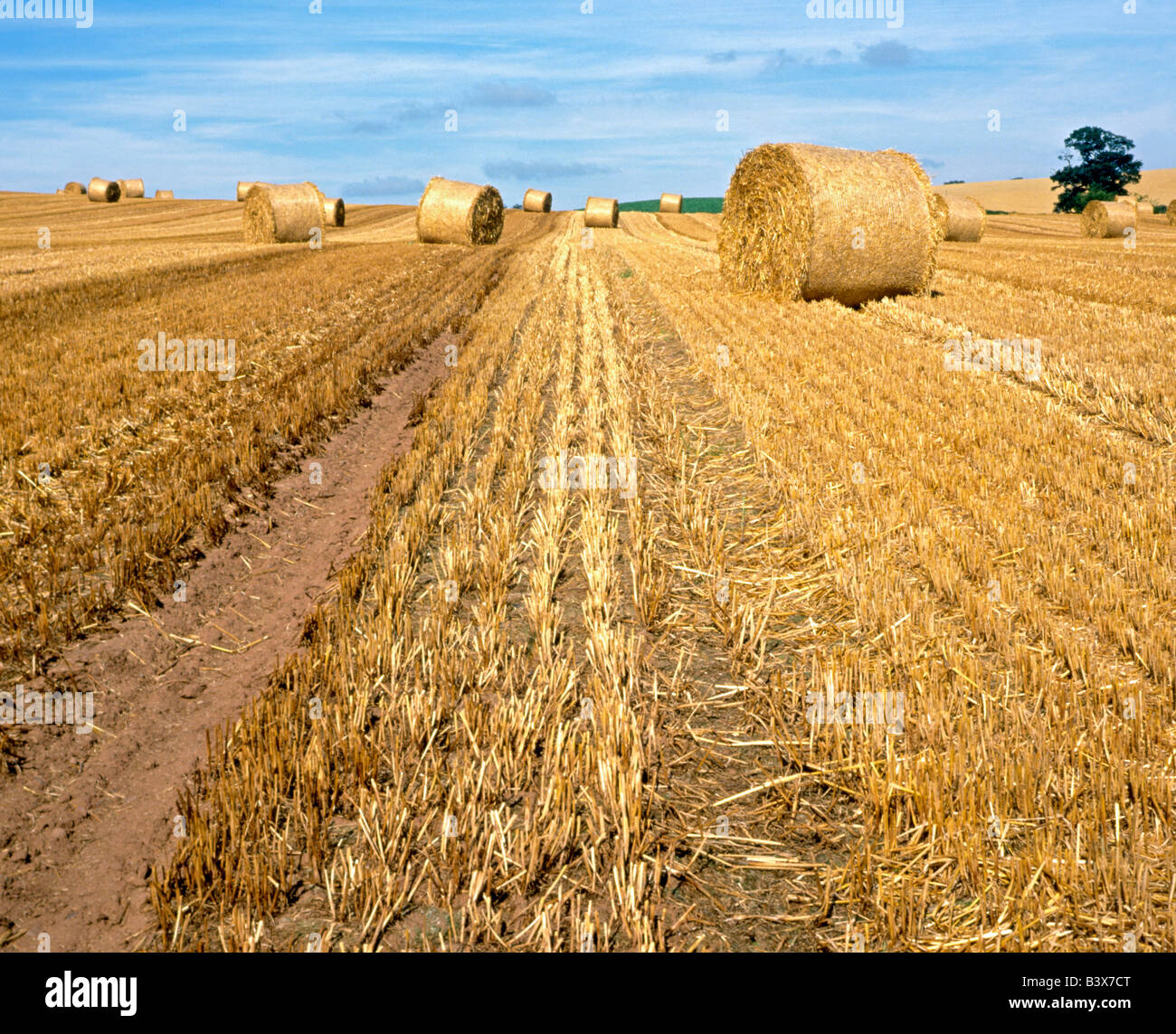 Vista of newly harvested cornfield or wheatfield, a rich golden colour with a contrasting vivid blue summers sky. Stock Photo
