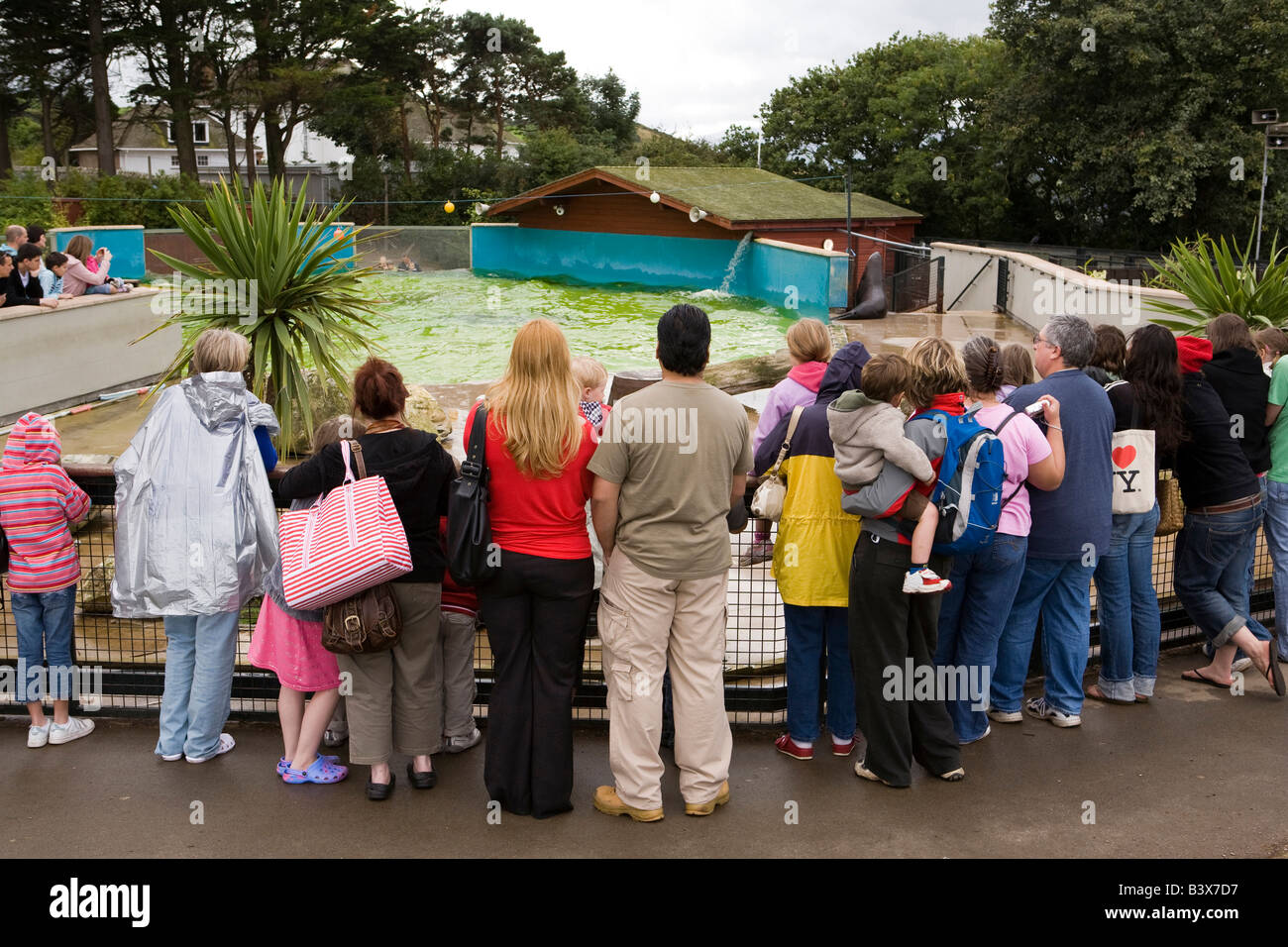 UK Wales Clwyd Colwyn Bay Welsh Mountain Zoo crowd watching sea lion feeding display Stock Photo
