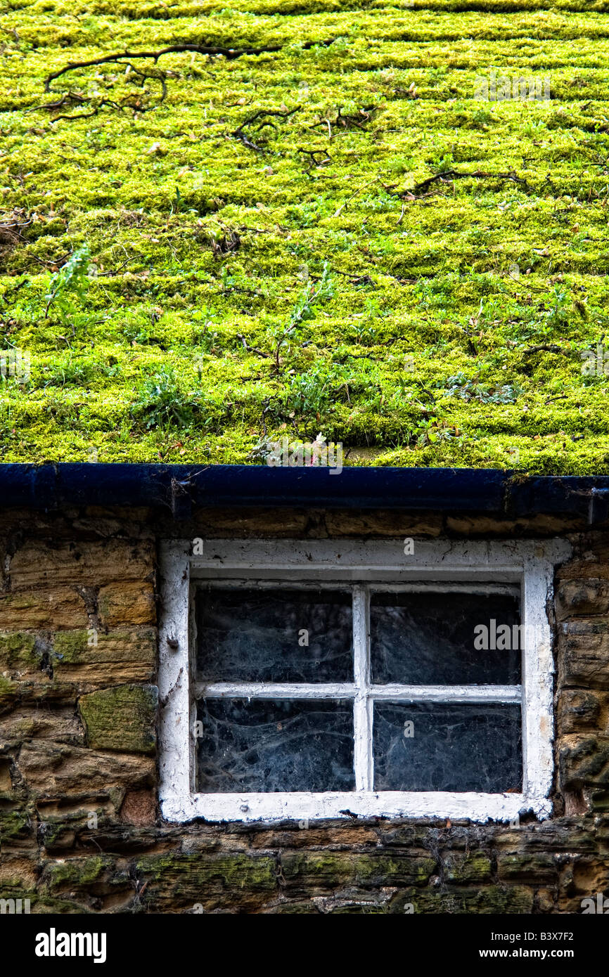 Weeds Growing On Roof High Resolution Stock Photography and Images - Alamy