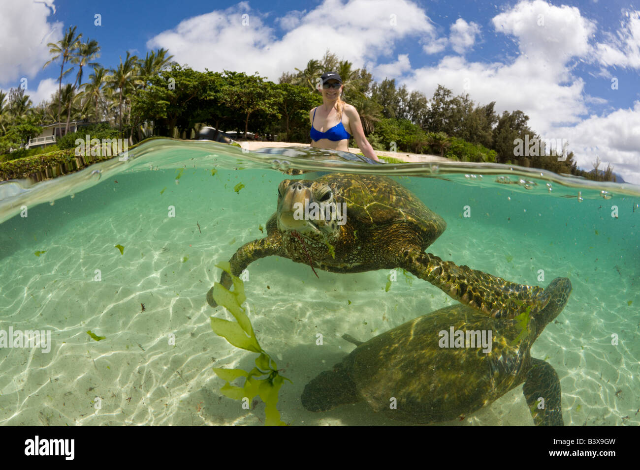 Green Turtles and Tourist Chelonia mydas Oahu Pacific Ocean Hawaii USA Stock Photo