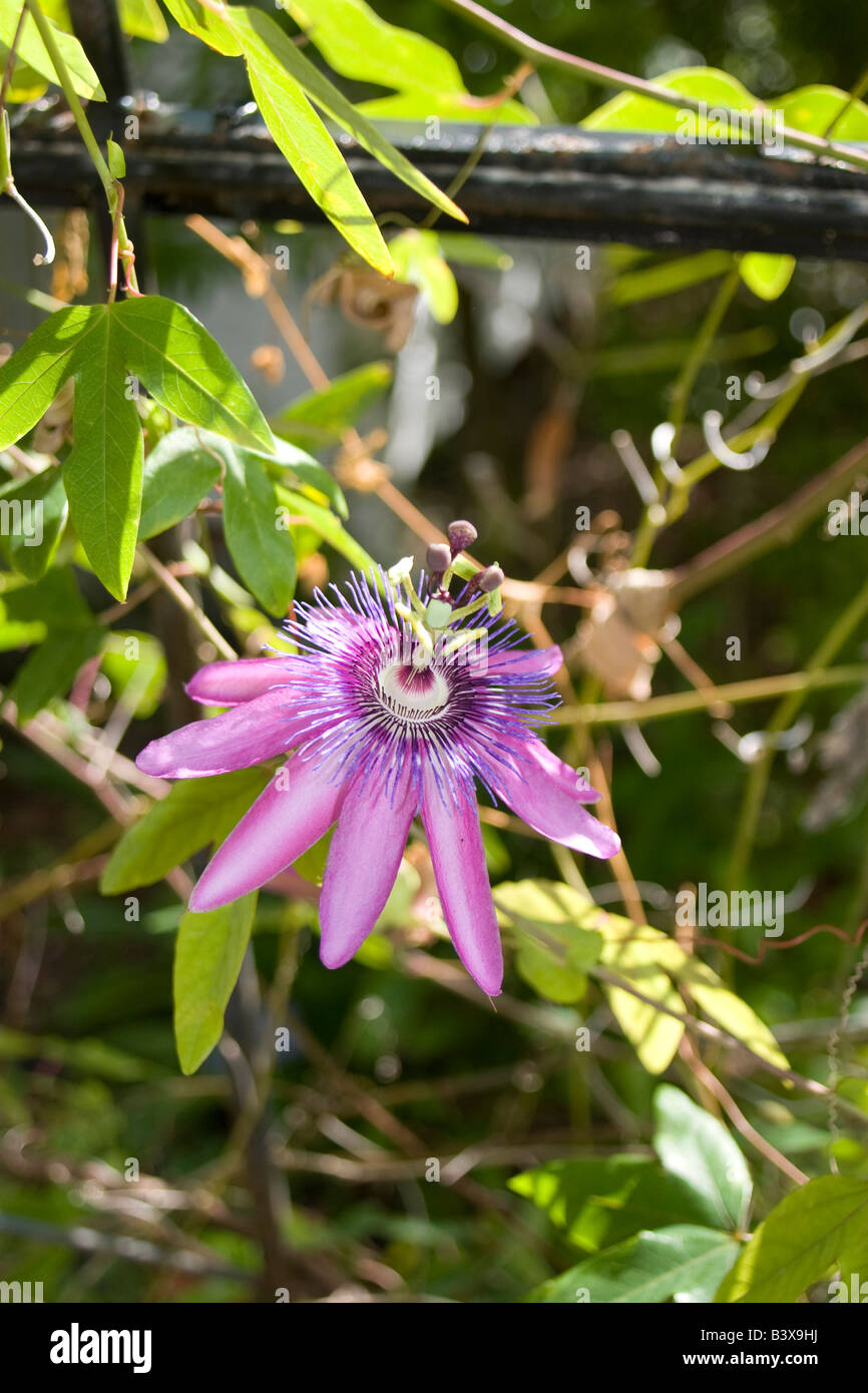 Purple Passion Flower Leu Gardens Orlando FL Stock Photo Alamy