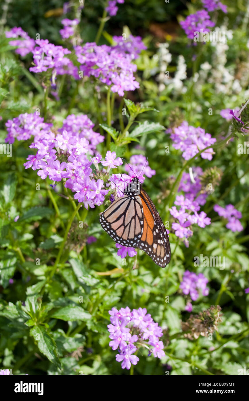 Monarch butterfly pollinating purple flowers Leu Gardens Orlando FL