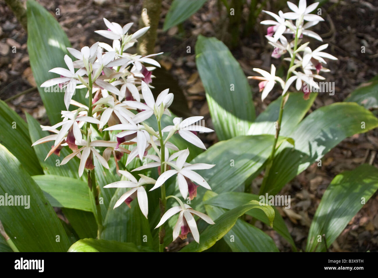 Nuns Orchids Phaius tankervilla Leu Gardens Orlando FL Stock Photo