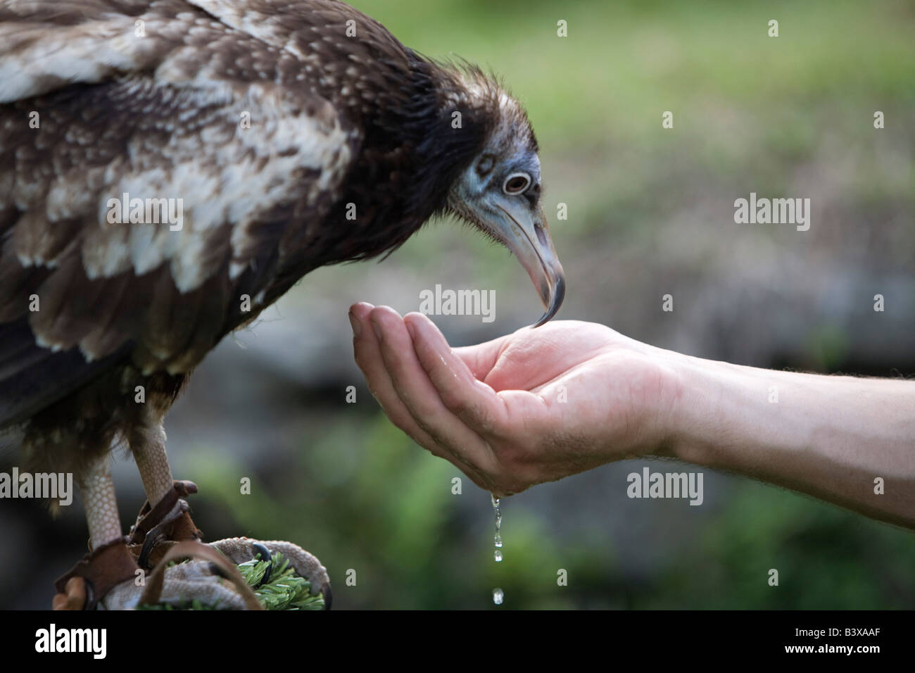 Egyptian vulture (Neophron percnopterus) drinking from man's hand Stock Photo