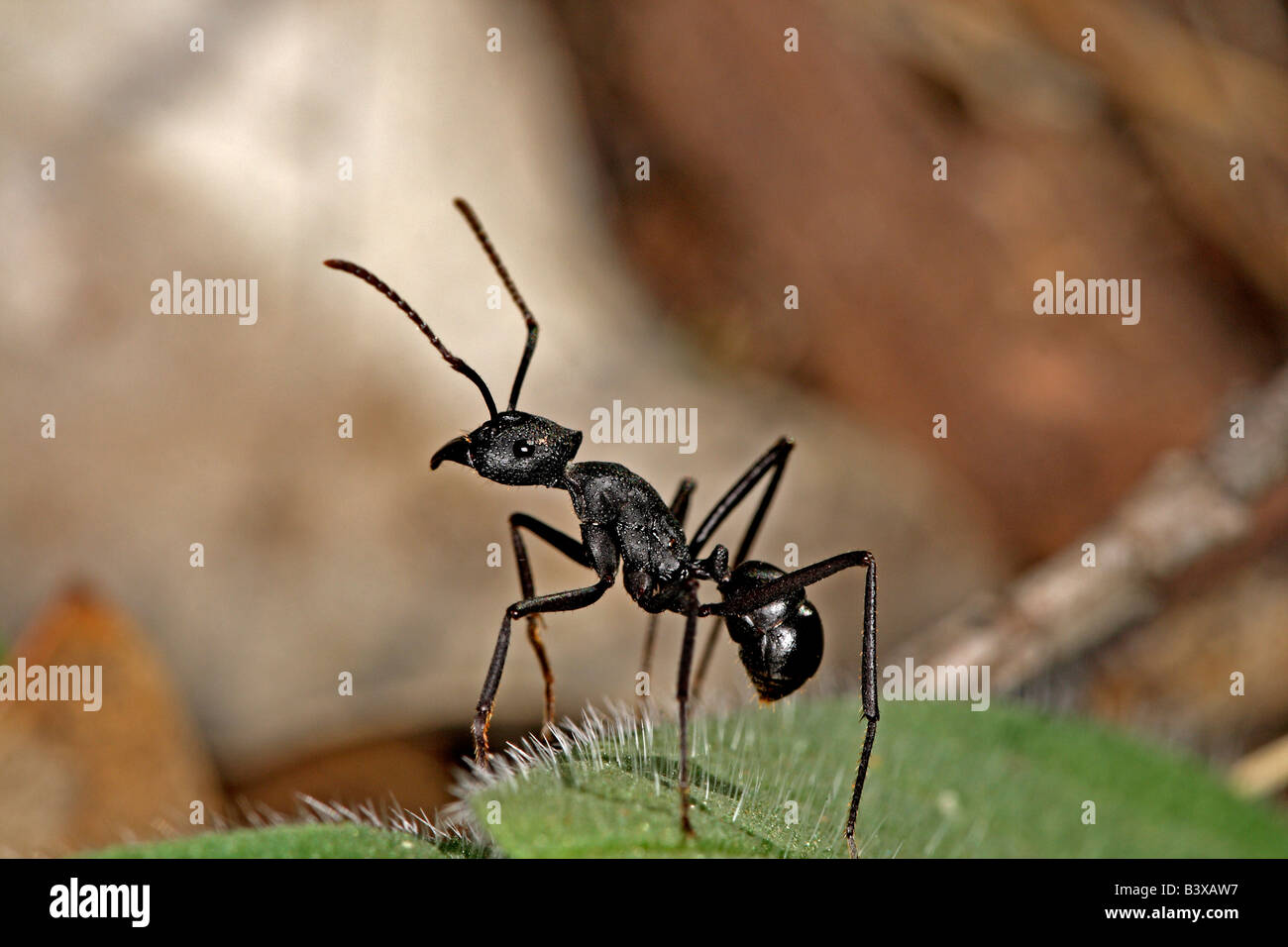 Worker ant from the genus Rhytidoponera (Subfamily Ponerinae) in an alert stance, New South Wales, Australia Stock Photo