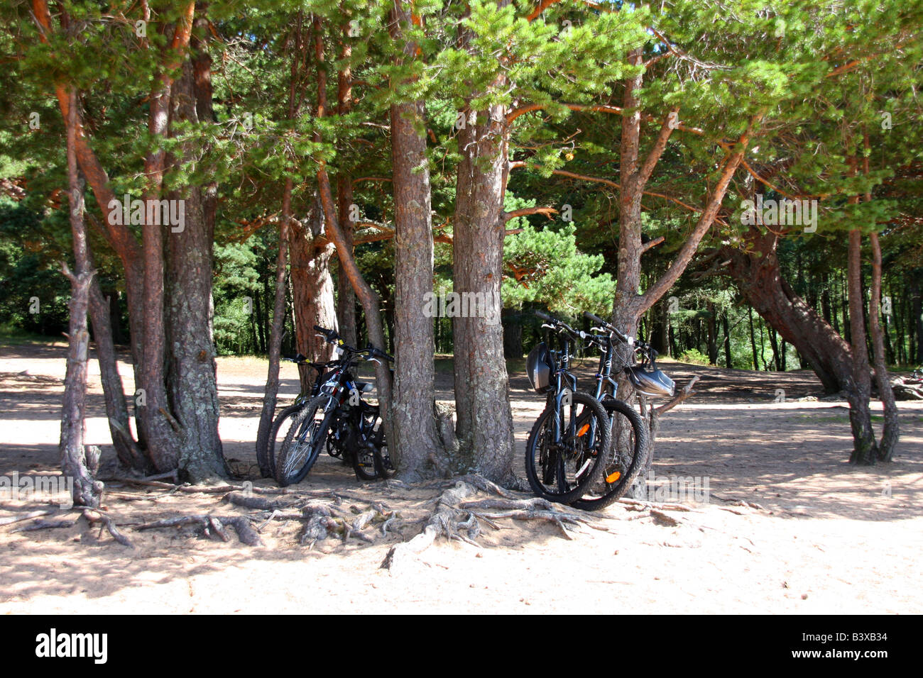 Bikes parked under tree at beach Stock Photo