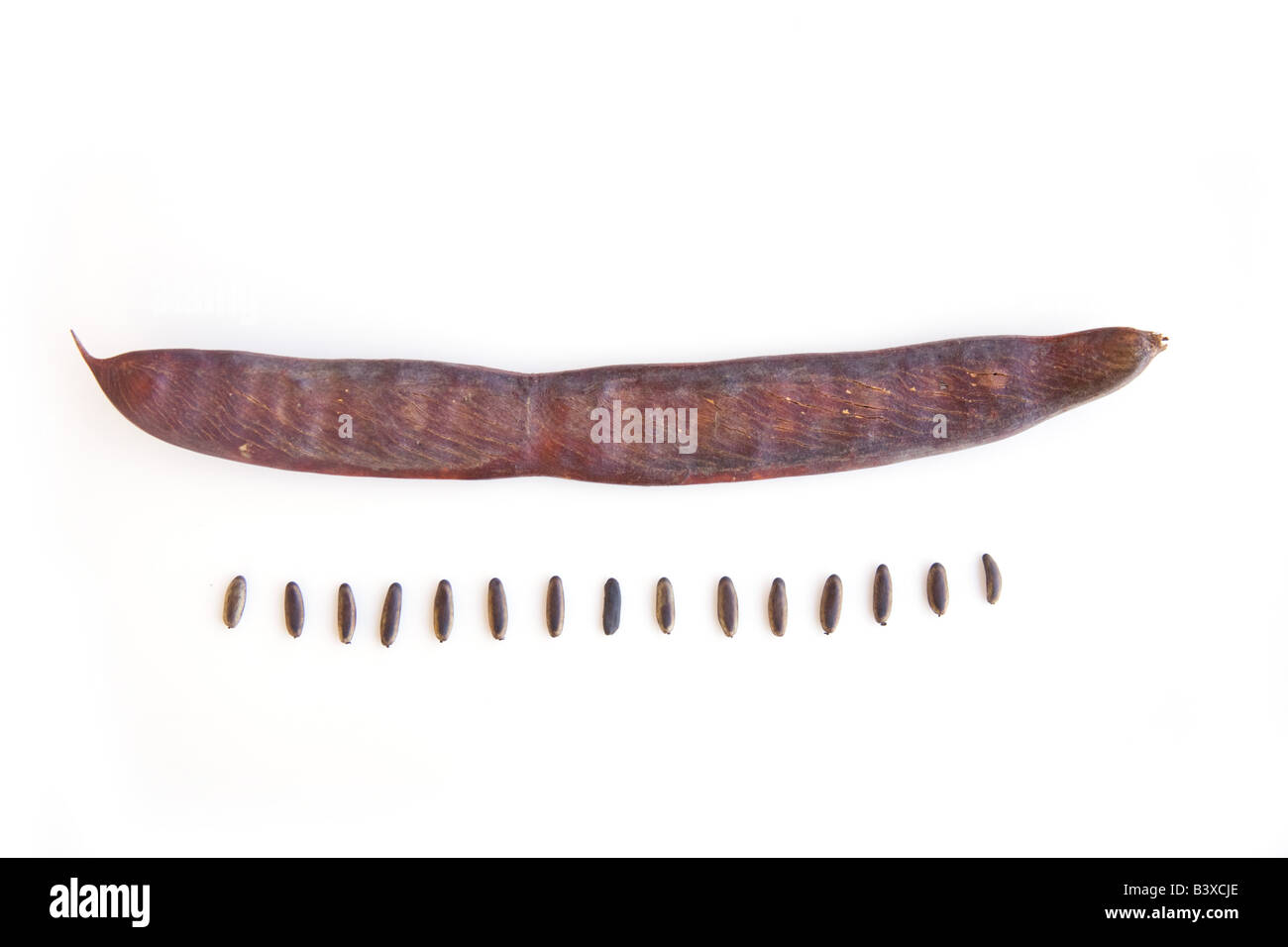 Flamboyant tree seed pods , Royal Poinciana tree Delonix Regia, Kafuie, Zambia, Africa. Stock Photo