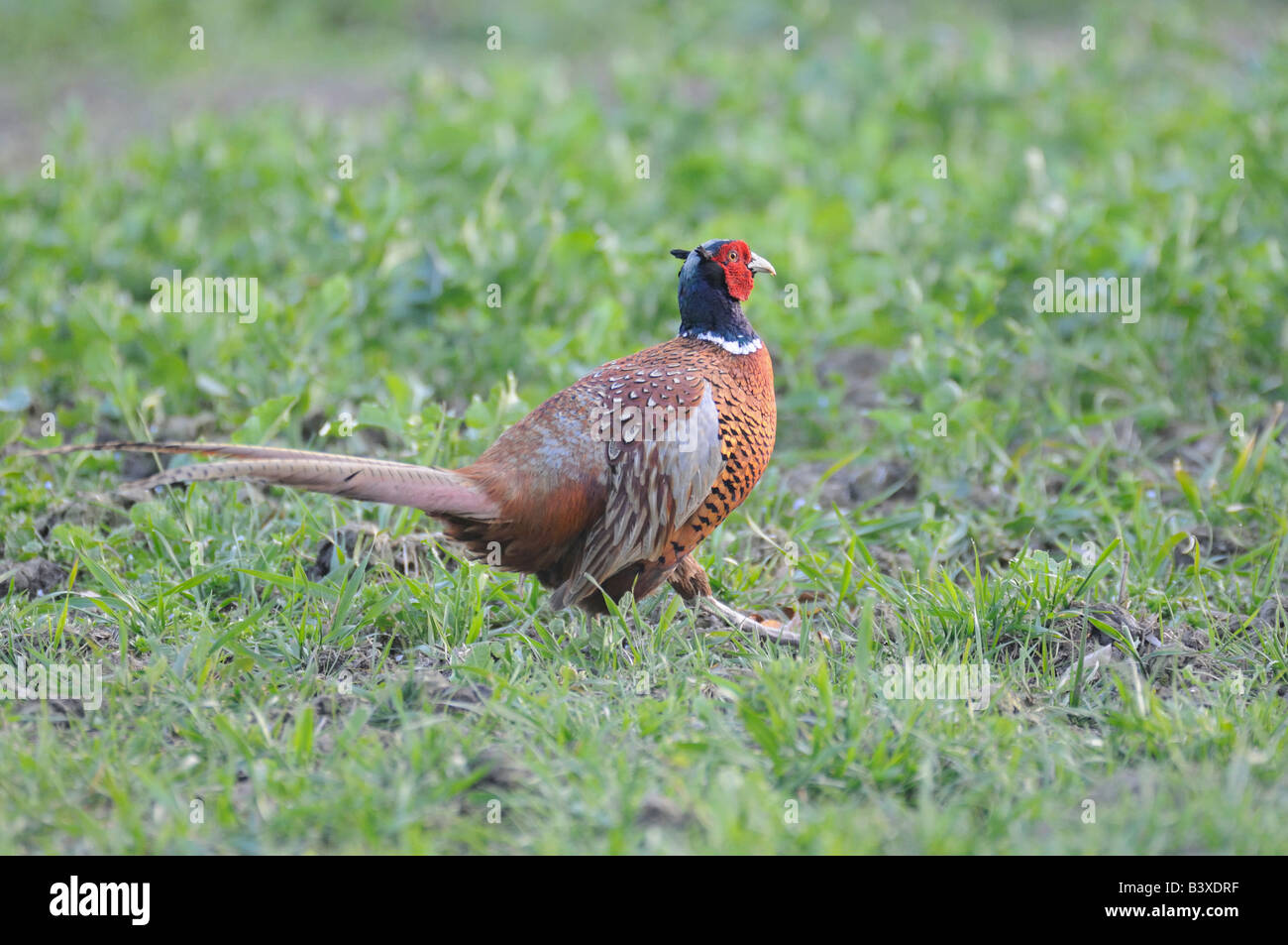 Comon pheasant, male Stock Photo