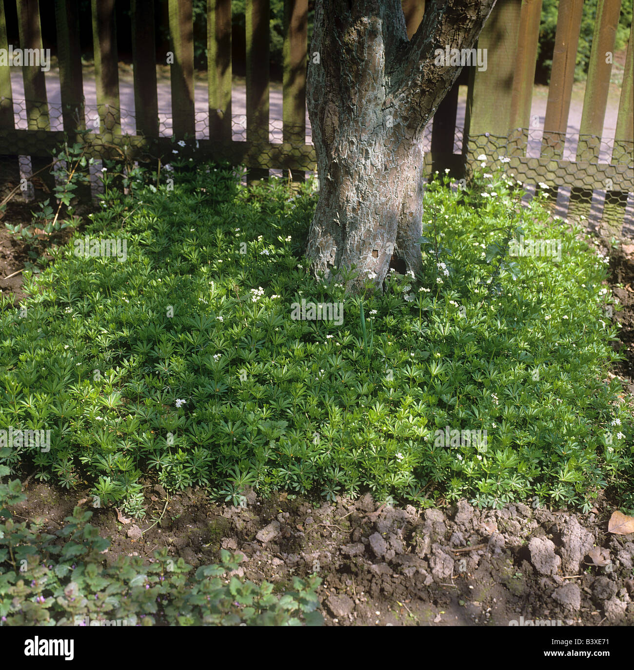 Woodruff / Galium odoratum Stock Photo