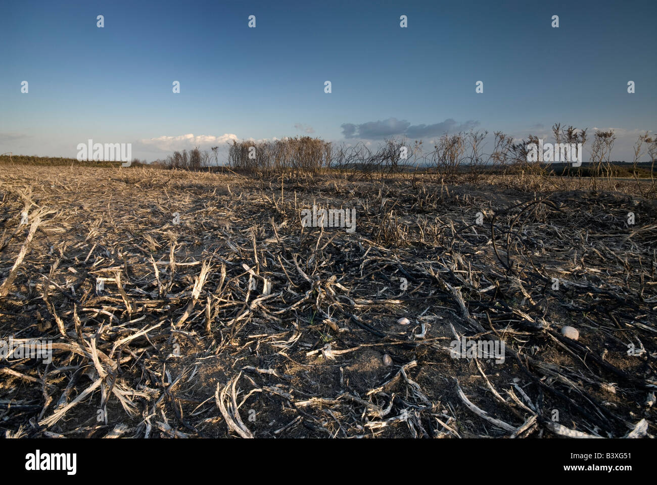 Woodbury Common At Easter, Baron Landscape Stock Photo Alamy