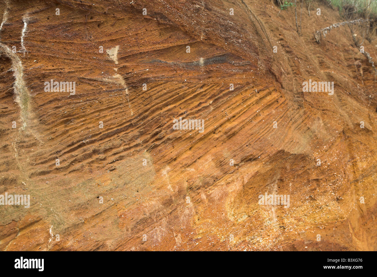 Red crag rock deposits with shells and cross bedding exposed at a quarry, Buckanay Pit, near Alderton, Suffolk, England Stock Photo